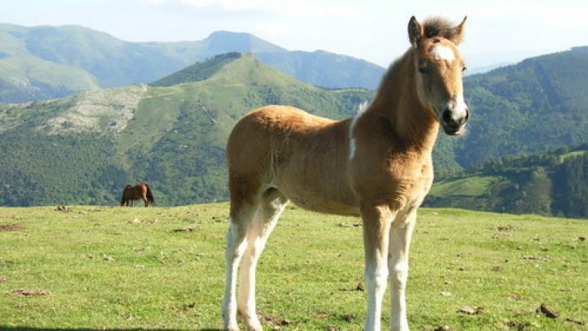 EAJ-PNV en Zalla defiende un sistema de gestión forestal sostenible